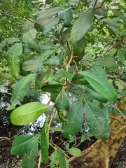 Xylocarpus granatum