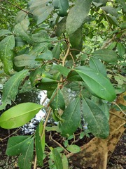 Xylocarpus granatum