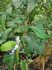 Xylocarpus granatum