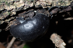 Daldinia concentrica
