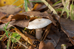 Tricholoma album