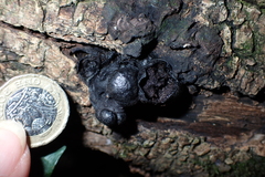 Daldinia concentrica