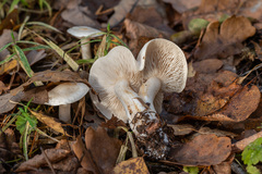 Tricholoma album