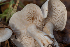 Tricholoma album