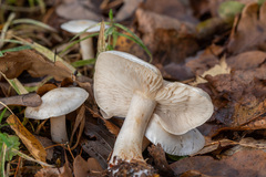 Tricholoma album