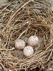 Hirundo rustica