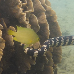 Pomacentrus moluccensis