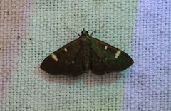 Spilomelinae