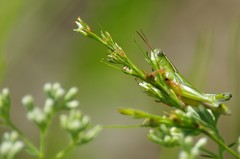 Aptenopedes sphenarioides