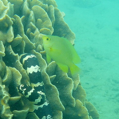 Pomacentrus moluccensis