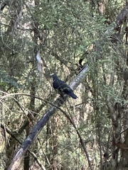 Leucosarcia melanoleuca