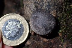 Daldinia concentrica