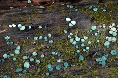 Chlorociboria
