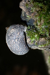 Daldinia concentrica