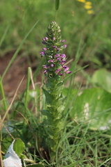 Brachycorythis ovata