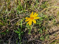 Aspilia montevidensis