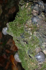 Daldinia concentrica