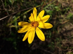 Aspilia montevidensis