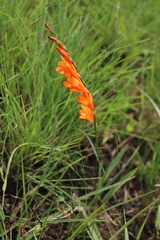 Tritonia disticha