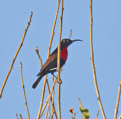 Chalcomitra senegalensis gutturalis