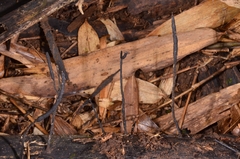Xylaria bambusicola