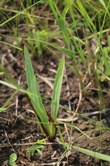 Tritonia disticha