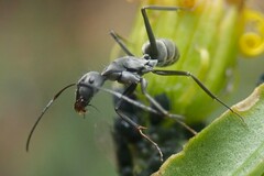 Camponotus eugeniae