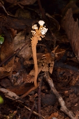 Dendrosphaera eberhardtii