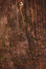 Dendrosphaera eberhardtii