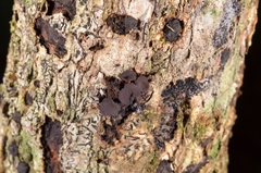 Cordieritidaceae
