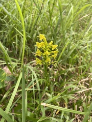 Habenaria chlorina