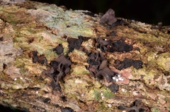 Cordieritidaceae
