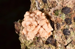 Hypocreaceae