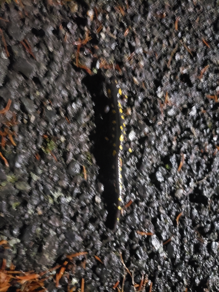 Spotted salamander from louisbourg ns b1c 2h9 canada on october 19