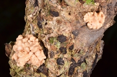 Hypocreaceae