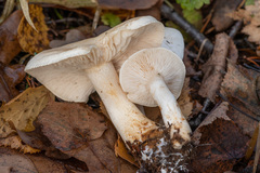 Tricholoma album