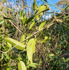 Smilax campestris