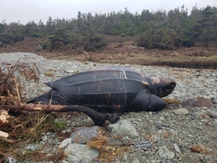 Dermochelys coriacea