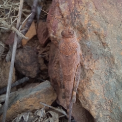 Sphingonotus rubescens
