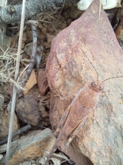 Sphingonotus rubescens