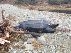 Dermochelys coriacea