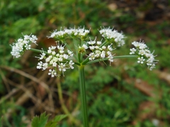 Apiaceae
