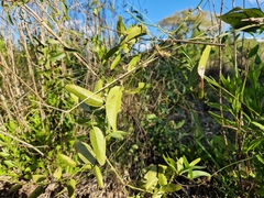 Smilax campestris