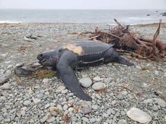 Dermochelys coriacea