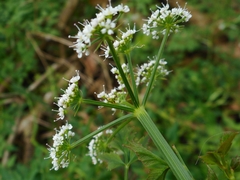 Apiaceae