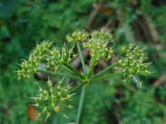 Apiaceae