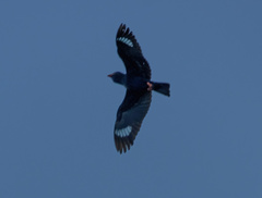 Eurystomus orientalis