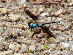 Diphlebia euphoeoides