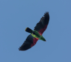 Eclectus roratus