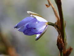 Aristea spiralis